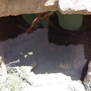 Discovery Land Children's Area - Ocelot Exhibit