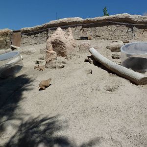 Discovery Land Children's Area - Prairie Dog Exhibit