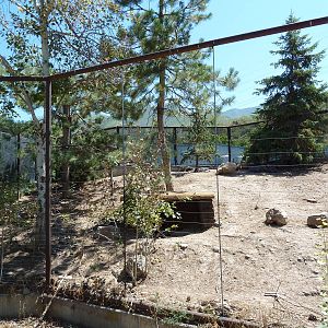 Discovery Land Children's Area - Chacoan Peccary Exhibit