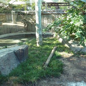 Komodo Dragon Outdoor Exhibit