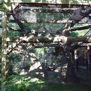 Ring-Tailed Lemur Exhibit
