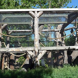Black-Handed Spider Monkey Exhibit
