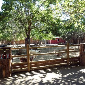 Zoo Farm - Goat Exhibit