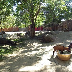 Zoo Farm - Goat Exhibit