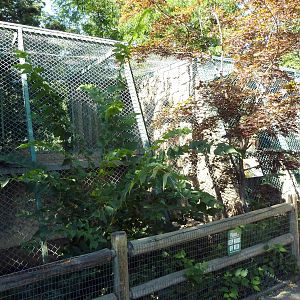 Snow Leopard Exhibit