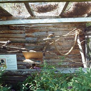 Prevost's Squirrel Exhibit