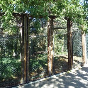 Amur Leopard Exhibit