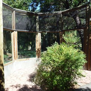 Amur Leopard Exhibit