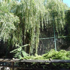 Amur Leopard Exhibit