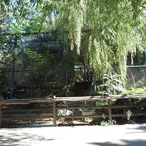 Amur Leopard Exhibit