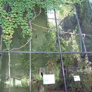 Burrowing Owl Exhibit