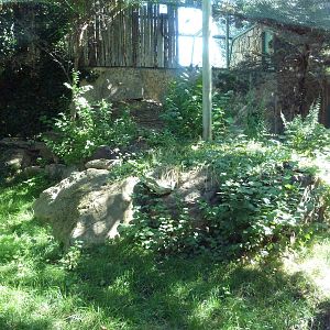Snow Leopard Exhibit