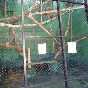 Primate House - Patas Monkey Indoor Exhibit