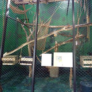 Primate House - White-Handed Gibbon Indoor Exhibit