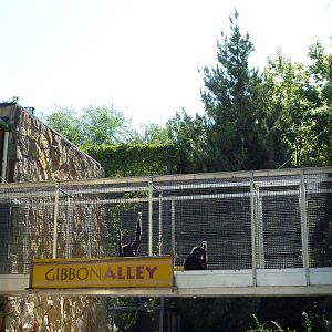 Primate House - White-Handed Gibbon Alley