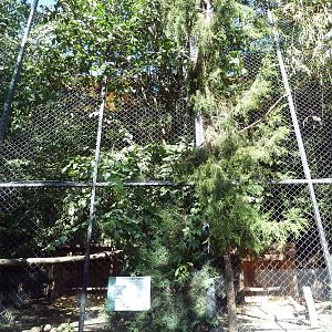 Andean Condor Exhibit