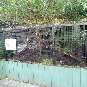Temminck's Tragopan Pheasant Exhibit