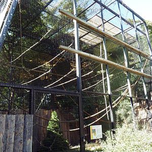 White-Handed Gibbon Exhibit