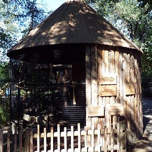 African Plains - Black-Casqued + Trumpeter Hornbill Exhibit