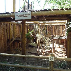 African Plains - Serval Exhibit