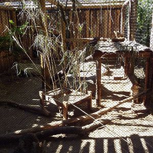 African Plains - Serval Exhibit