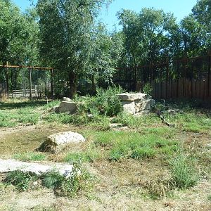 African Plains - Lion Exhibit