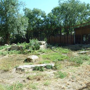 African Plains - Lion Exhibit