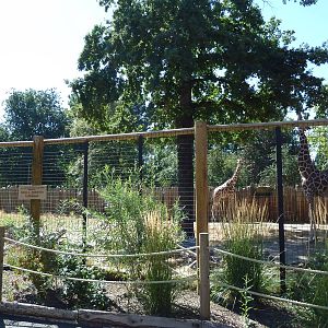 African Plains - Giraffe Exhibit