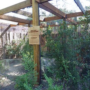 Bat-Eared Fox Exhibit