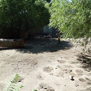 Visayan Warty Pig Exhibit