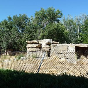 Striped Hyena Exhibit