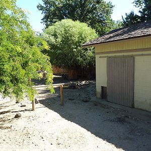 Visayan Warty Pig Exhibit