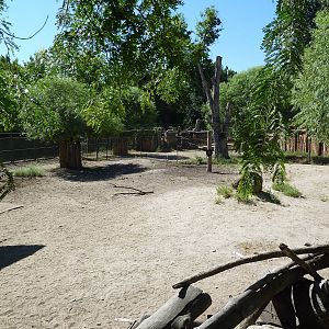 Grevy's Zebra Exhibit