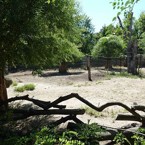 Grevy's Zebra Exhibit