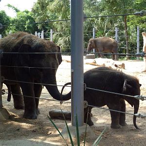 Asian Elephants