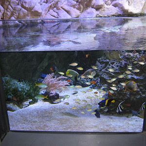 Acquario Milano 09 012