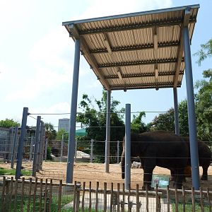 Asian Elephant Exhibit