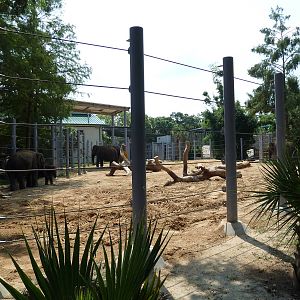 Asian Elephant Exhibit