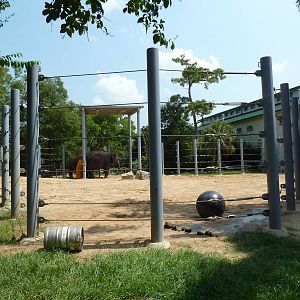 Asian Elephant Exhibit