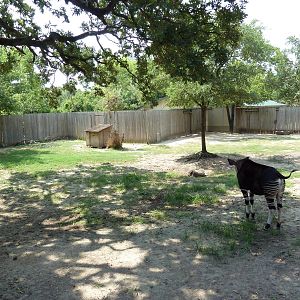 Mixed-Species Exhibit