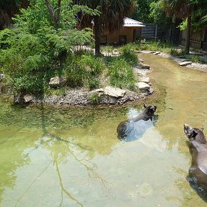 Brazilian Tapir Exhibit