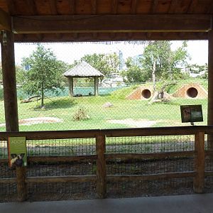 African Wild Dog Exhibit