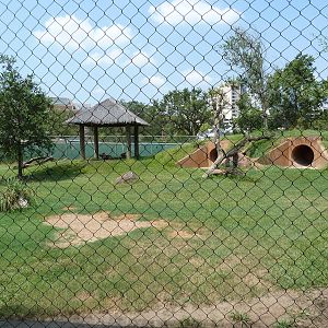 African Wild Dog Exhibit