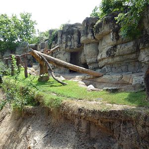 Spectacled Bear Exhibit
