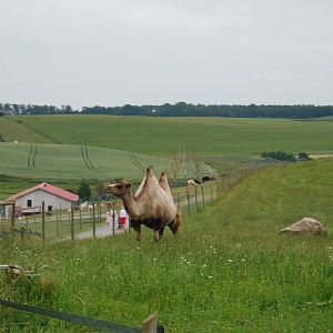 YSTAD ZOO Camel enclosure