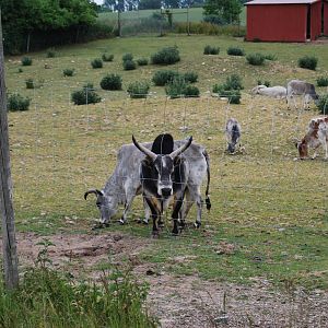 YSTAD ZOO Zebu enclosure