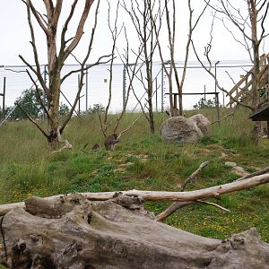 YSTAD ZOO Monkey enclosure