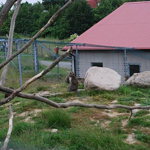 YSTAD ZOO Monkey enclusure