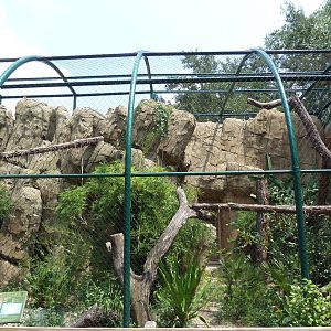 Clouded Leopard Exhibit
