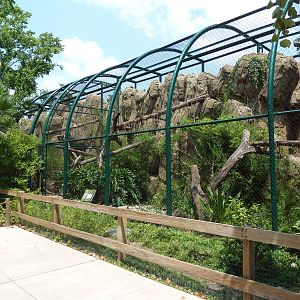 Clouded Leopard Exhibit